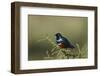 Superb Starling (Lamprotornis Superbus), Serengeti National Park, Tanzania, East Africa, Africa-James Hager-Framed Photographic Print