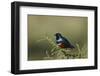 Superb Starling (Lamprotornis Superbus), Serengeti National Park, Tanzania, East Africa, Africa-James Hager-Framed Photographic Print