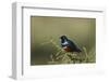 Superb Starling (Lamprotornis Superbus), Serengeti National Park, Tanzania, East Africa, Africa-James Hager-Framed Photographic Print