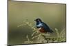 Superb Starling (Lamprotornis Superbus), Serengeti National Park, Tanzania, East Africa, Africa-James Hager-Mounted Photographic Print