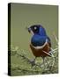 Superb Starling (Lamprotornis Superbus) with an Insect-James Hager-Stretched Canvas