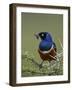 Superb Starling (Lamprotornis Superbus) with an Insect-James Hager-Framed Photographic Print