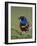 Superb Starling (Lamprotornis Superbus) with an Insect-James Hager-Framed Photographic Print