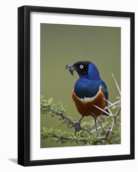 Superb Starling (Lamprotornis Superbus) with an Insect-James Hager-Framed Photographic Print