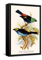 Superb Tanager, Paradise Tanager-F.w. Frohawk-Framed Stretched Canvas