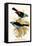 Superb Tanager, Paradise Tanager-F.w. Frohawk-Framed Stretched Canvas