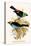 Superb Tanager, Paradise Tanager-F.w. Frohawk-Stretched Canvas