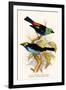 Superb Tanager, Paradise Tanager-F.w. Frohawk-Framed Art Print