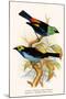 Superb Tanager, Paradise Tanager-F.w. Frohawk-Mounted Art Print