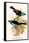 Superb Tanager, Paradise Tanager-F.w. Frohawk-Framed Stretched Canvas
