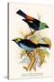 Superb Tanager, Paradise Tanager-F.w. Frohawk-Stretched Canvas