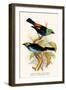 Superb Tanager, Paradise Tanager-F.w. Frohawk-Framed Art Print