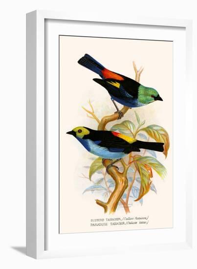 Superb Tanager, Paradise Tanager-F.w. Frohawk-Framed Art Print