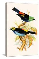 Superb Tanager, Paradise Tanager-F.w. Frohawk-Stretched Canvas