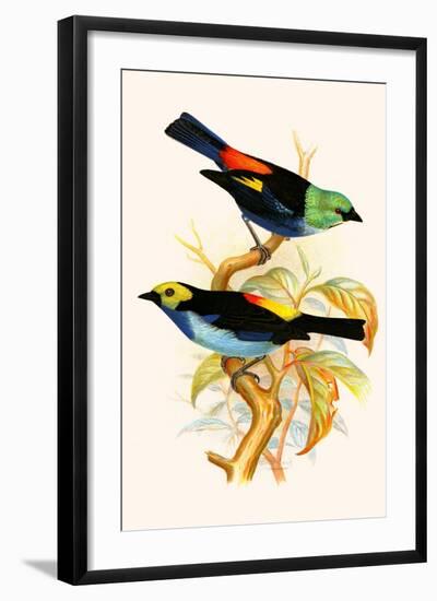 Superb Tanager, Paradise Tanager-F.w. Frohawk-Framed Art Print