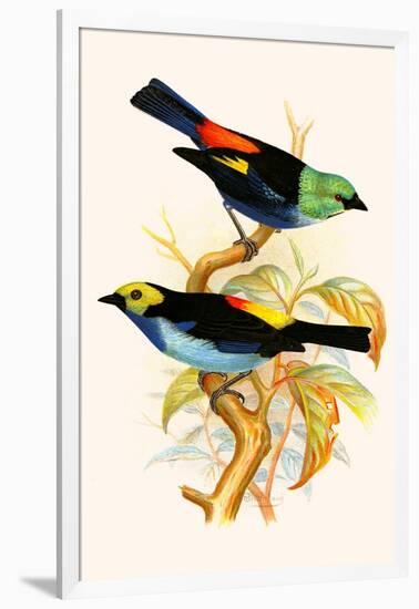 Superb Tanager, Paradise Tanager-F.w. Frohawk-Framed Art Print