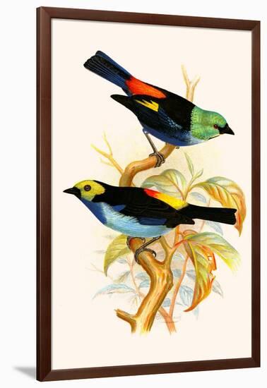 Superb Tanager, Paradise Tanager-F.w. Frohawk-Framed Art Print