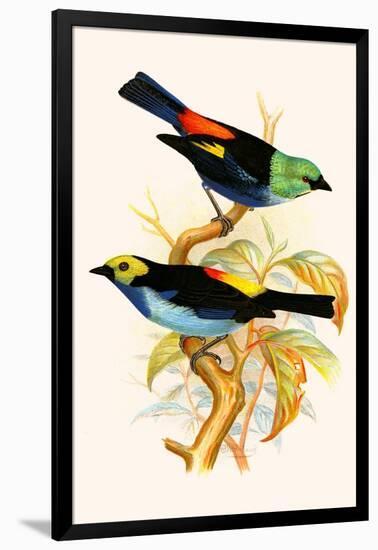 Superb Tanager, Paradise Tanager-F.w. Frohawk-Framed Art Print