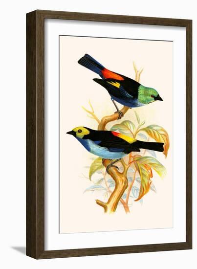 Superb Tanager, Paradise Tanager-F.w. Frohawk-Framed Art Print