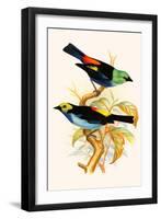 Superb Tanager, Paradise Tanager-F.w. Frohawk-Framed Art Print