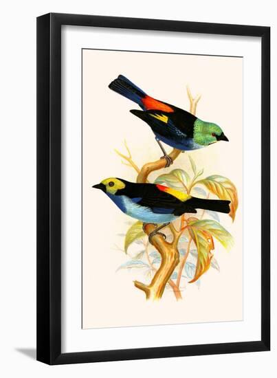 Superb Tanager, Paradise Tanager-F.w. Frohawk-Framed Art Print