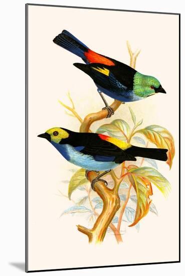 Superb Tanager, Paradise Tanager-F.w. Frohawk-Mounted Art Print