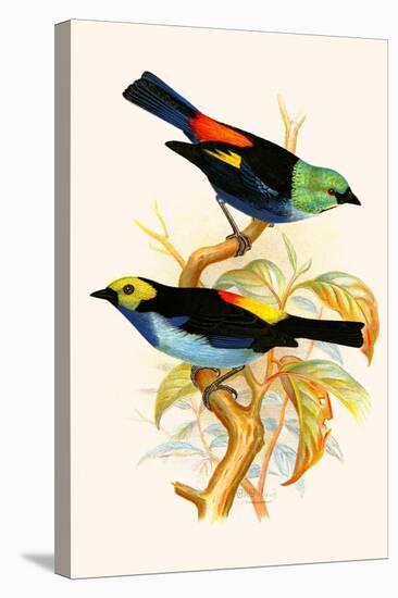 Superb Tanager, Paradise Tanager-F.w. Frohawk-Stretched Canvas