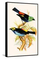 Superb Tanager, Paradise Tanager-F.w. Frohawk-Framed Stretched Canvas