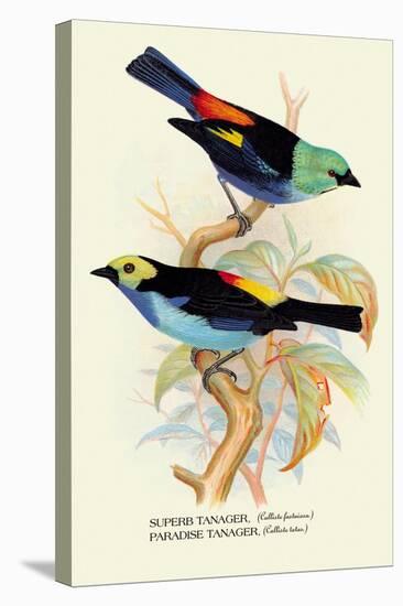 Superb Tanager, Paradise Tanager-Arthur G. Butler-Stretched Canvas