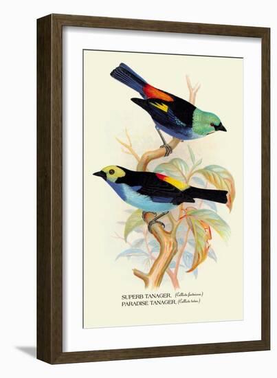 Superb Tanager, Paradise Tanager-Arthur G. Butler-Framed Art Print