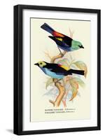 Superb Tanager, Paradise Tanager-Arthur G. Butler-Framed Art Print