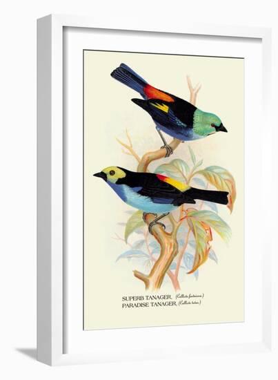 Superb Tanager, Paradise Tanager-Arthur G. Butler-Framed Art Print