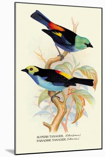 Superb Tanager, Paradise Tanager-Arthur G. Butler-Mounted Art Print