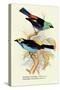 Superb Tanager, Paradise Tanager-Arthur G. Butler-Stretched Canvas