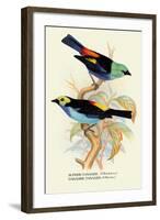 Superb Tanager, Paradise Tanager-Arthur G. Butler-Framed Art Print