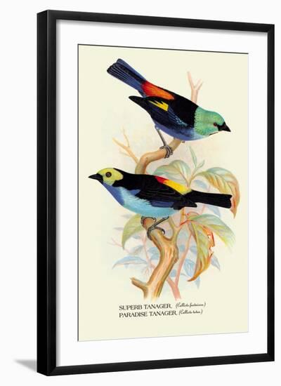 Superb Tanager, Paradise Tanager-Arthur G. Butler-Framed Art Print