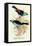 Superb Tanager, Paradise Tanager-Arthur G. Butler-Framed Stretched Canvas