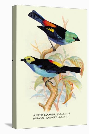 Superb Tanager, Paradise Tanager-Arthur G. Butler-Stretched Canvas