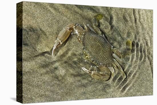 Superbly Camouflaged Crab on Playa Guiones Beach-Rob Francis-Stretched Canvas