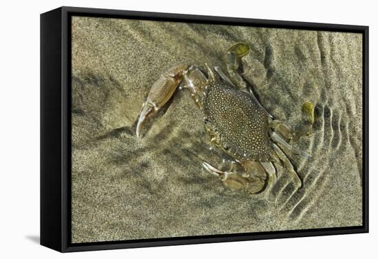 Superbly Camouflaged Crab on Playa Guiones Beach-Rob Francis-Framed Stretched Canvas