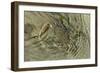 Superbly Camouflaged Crab on Playa Guiones Beach-Rob Francis-Framed Photographic Print