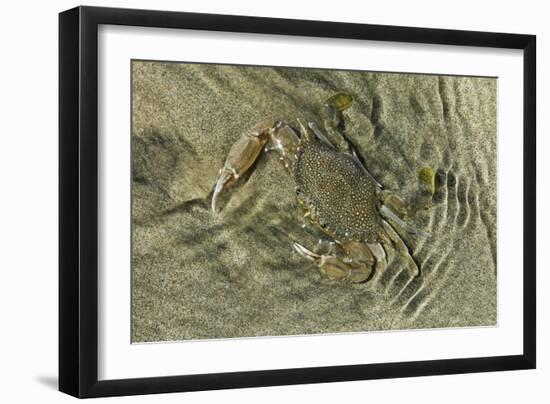 Superbly Camouflaged Crab on Playa Guiones Beach-Rob Francis-Framed Photographic Print