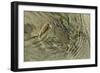 Superbly Camouflaged Crab on Playa Guiones Beach-Rob Francis-Framed Photographic Print