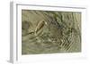 Superbly Camouflaged Crab on Playa Guiones Beach-Rob Francis-Framed Photographic Print