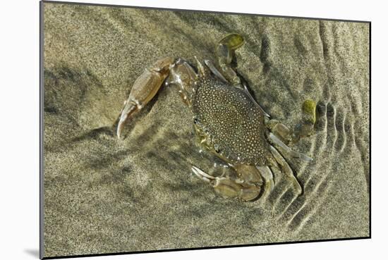 Superbly Camouflaged Crab on Playa Guiones Beach-Rob Francis-Mounted Photographic Print