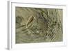 Superbly Camouflaged Crab on Playa Guiones Beach-Rob Francis-Framed Photographic Print