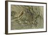 Superbly Camouflaged Crab on Playa Guiones Beach-Rob Francis-Framed Photographic Print