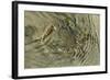 Superbly Camouflaged Crab on Playa Guiones Beach-Rob Francis-Framed Photographic Print