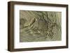 Superbly Camouflaged Crab on Playa Guiones Beach-Rob Francis-Framed Photographic Print