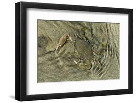 Superbly Camouflaged Crab on Playa Guiones Beach-Rob Francis-Framed Photographic Print